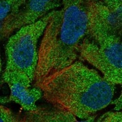Invitrogen IDO2 Polyclonal Antibody 100 &mu;L; Unconjugated:Antibodies,