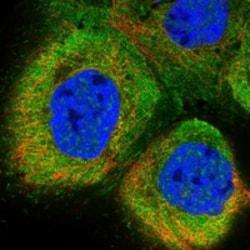 Invitrogen SLC28A1 Polyclonal Antibody 100 &mu;L; Unconjugated:Antibodies,