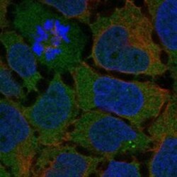 Invitrogen GPR128 Polyclonal Antibody 100 &mu;L; Unconjugated:Antibodies,