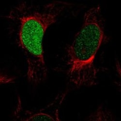 Invitrogen Histone H1.1 Polyclonal Antibody 100 &mu;L; Unconjugated:Antibodies,