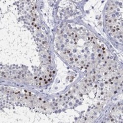 Invitrogen Histone H1.1 Polyclonal Antibody 100 &mu;L; Unconjugated:Antibodies,