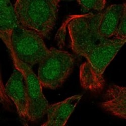 Invitrogen PRM1 Polyclonal Antibody 100 &mu;L; Unconjugated:Antibodies,