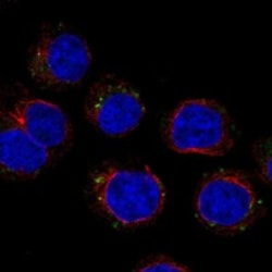 Invitrogen CD300c Polyclonal Antibody 100 &mu;L | Buy Online | Invitrogen&trade; | Fisher Scientific