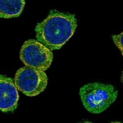 Invitrogen SKA3 Polyclonal Antibody 100 &mu;L; Unconjugated:Antibodies,