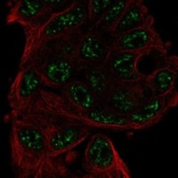 Invitrogen ANKRD55 Polyclonal Antibody 100 &mu;L; Unconjugated:Antibodies,