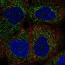 Invitrogen NALP4 Polyclonal Antibody 100 &mu;L; Unconjugated:Antibodies,