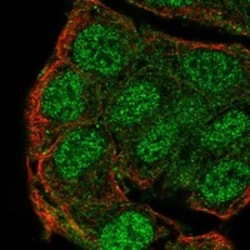 Invitrogen PTPN13 Polyclonal Antibody 100 &mu;L; Unconjugated:Antibodies,