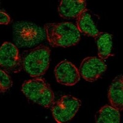 Invitrogen LRRC2 Polyclonal Antibody 100 &mu;L; Unconjugated:Antibodies,