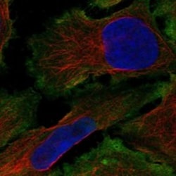 Invitrogen THEGL Polyclonal Antibody 100 &mu;L; Unconjugated:Antibodies,