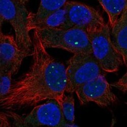 Invitrogen LACTBL1 Polyclonal Antibody 100 &mu;L; Unconjugated:Antibodies,