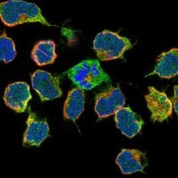 Invitrogen FNBP1 Polyclonal Antibody 100 &mu;L; Unconjugated:Antibodies,