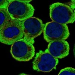 Invitrogen RAPGEF2 Polyclonal Antibody 100 &mu;L; Unconjugated:Antibodies,