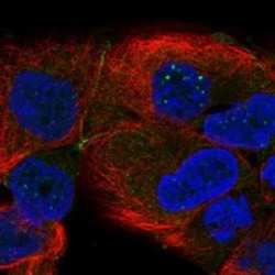 Invitrogen TSPAN15 Polyclonal Antibody 100 &mu;L; Unconjugated:Antibodies,