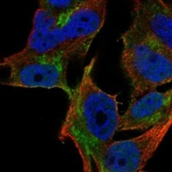 Invitrogen YIPF1 Polyclonal Antibody 100 &mu;L; Unconjugated:Antibodies,