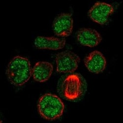 Invitrogen PDZD7 Polyclonal Antibody 100 &mu;L; Unconjugated:Antibodies,