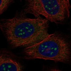 Invitrogen BATF3 Polyclonal Antibody 100 μL; Unconjugated:Antibodies,