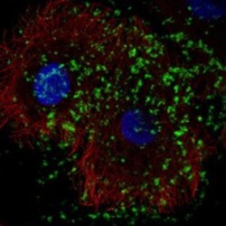 Invitrogen KLHDC7B Polyclonal Antibody 100 &mu;L; Unconjugated:Antibodies,