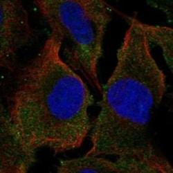 Invitrogen SYPL2 Polyclonal Antibody 100 &mu;L; Unconjugated:Antibodies,