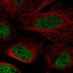 Invitrogen POU5F2 Polyclonal Antibody 100 &mu;L; Unconjugated:Antibodies,