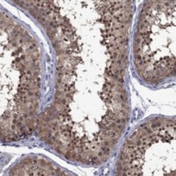 Invitrogen POU5F2 Polyclonal Antibody 100 &mu;L; Unconjugated:Antibodies,