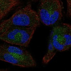Invitrogen HPS5 Polyclonal Antibody 100 &mu;L; Unconjugated:Antibodies,