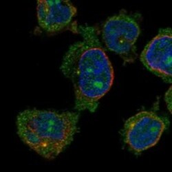Invitrogen CCDC168 Polyclonal Antibody 100 &mu;L; Unconjugated:Antibodies,