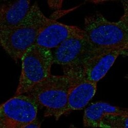 Invitrogen BEX2 Polyclonal Antibody 100 &mu;L; Unconjugated:Antibodies,