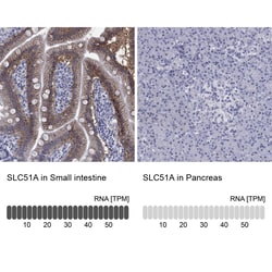 Invitrogen™ SLC51A Polyclonal Antibody