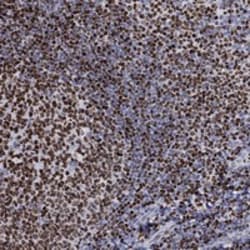 Invitrogen Histone H1.5 Polyclonal Antibody 100 &mu;L; Unconjugated:Antibodies,