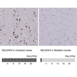 Invitrogen Seli Polyclonal Antibody 100 &mu;L; Unconjugated:Antibodies,