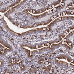 Invitrogen Seli Polyclonal Antibody 100 &mu;L; Unconjugated:Antibodies,