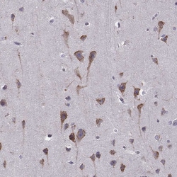 Invitrogen Seli Polyclonal Antibody 100 &mu;L; Unconjugated:Antibodies,