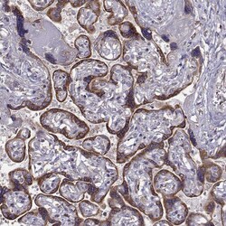 Invitrogen Seli Polyclonal Antibody 100 &mu;L; Unconjugated:Antibodies,