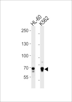 ELF4 Polyclonal Antibody:Antibodies, Polyclonal