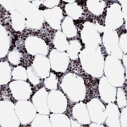 Invitrogen HIAT1 Polyclonal Antibody 100 μL; Unconjugated:Antibodies,