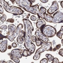 Invitrogen GATSL3 Polyclonal Antibody 100 &mu;L; Unconjugated:Antibodies,