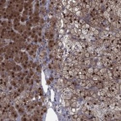 Invitrogen IAH1 Polyclonal Antibody 100 &mu;L | Buy Online | Invitrogen&trade; | Fisher Scientific