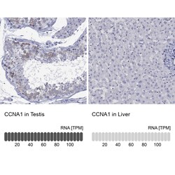 Invitrogen Cyclin A1 Polyclonal Antibody 100 μL; Unconjugated:Antibodies,