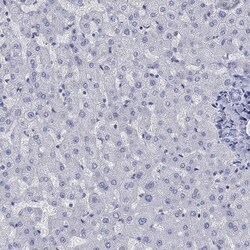 Invitrogen Cyclin A1 Polyclonal Antibody 100 μL; Unconjugated:Antibodies,