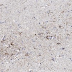 Invitrogen SNTG2 Polyclonal Antibody 100 &mu;L; Unconjugated:Antibodies,