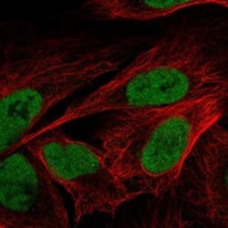 Invitrogen SAP30L Polyclonal Antibody 100 &mu;L; Unconjugated:Antibodies,