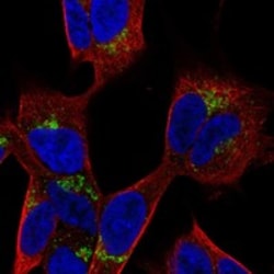 Invitrogen PANK3 Polyclonal Antibody 100 μL; Unconjugated:Antibodies,