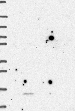 Invitrogen GPHA2 Polyclonal Antibody 100 &mu;L | Buy Online | Invitrogen&trade; | Fisher Scientific