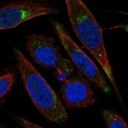 Invitrogen LRP11 Polyclonal Antibody 100 &mu;L; Unconjugated:Antibodies,