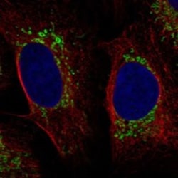 Invitrogen SDHAF3 Polyclonal Antibody 100 μL; Unconjugated:Antibodies,