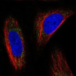 Invitrogen MRPL53 Polyclonal Antibody 100 &mu;L; Unconjugated:Antibodies,