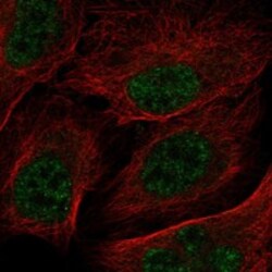 Invitrogen RNPEPL1 Polyclonal Antibody 100 &mu;L; Unconjugated:Antibodies,
