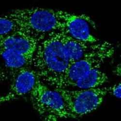 Invitrogen DEPP Polyclonal Antibody 100 &mu;L; Unconjugated:Antibodies,