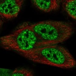 Invitrogen SCAPER Polyclonal Antibody 100 &mu;L; Unconjugated:Antibodies,