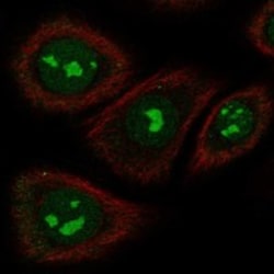 Invitrogen TAS2R5 Polyclonal Antibody 100 &mu;L; Unconjugated:Antibodies,